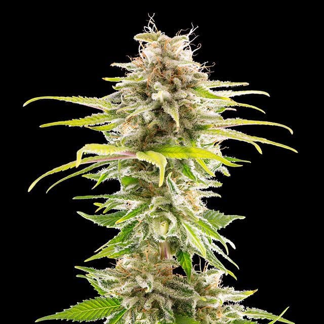 Super OG Kush Seeds
