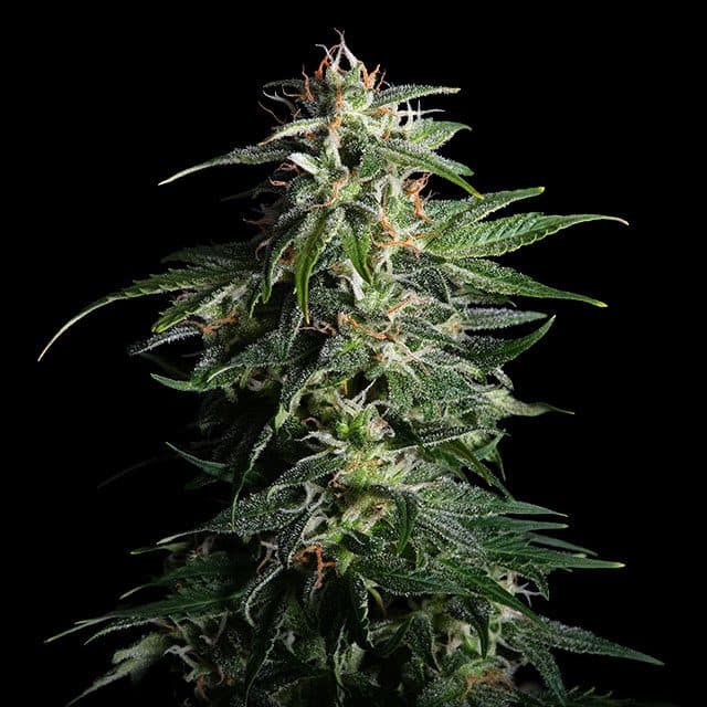 Swiss Dream Auto Cbd Seeds