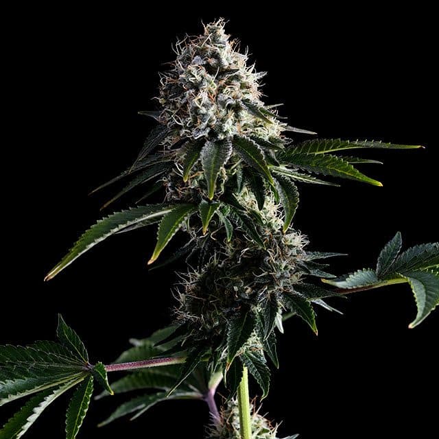 Swiss Dream Cbd Seeds
