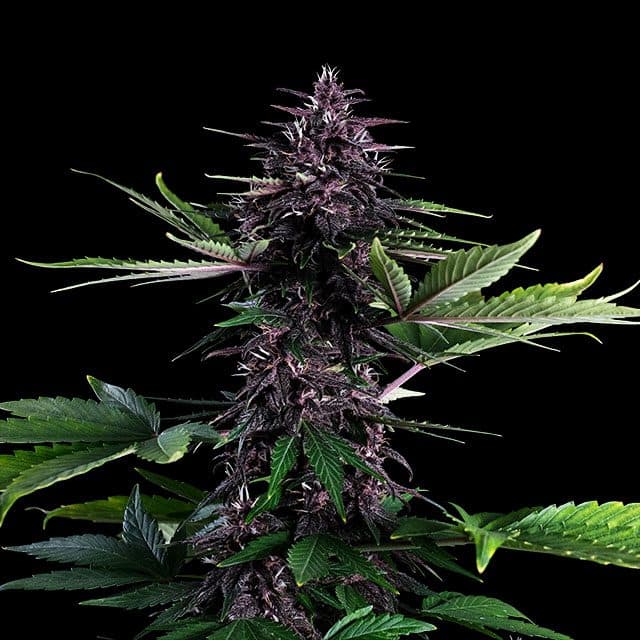 Swiss Dream Rosé Auto Cbd Seeds