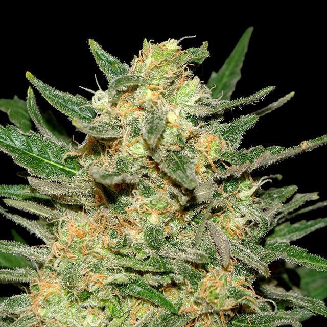 Thai Fantasy Seeds