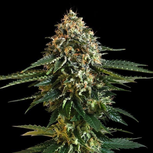 THCV Seeds