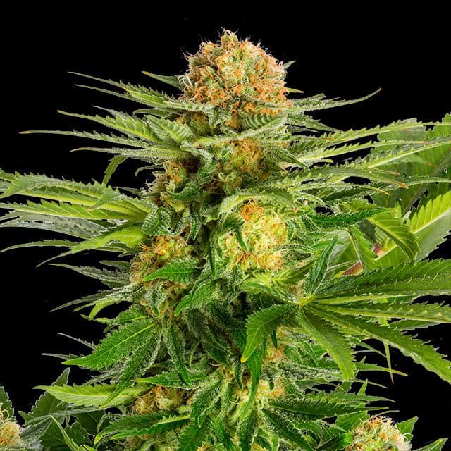 White Domina Seeds