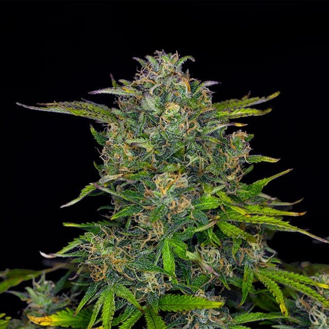 Zkittlez Auto Seeds