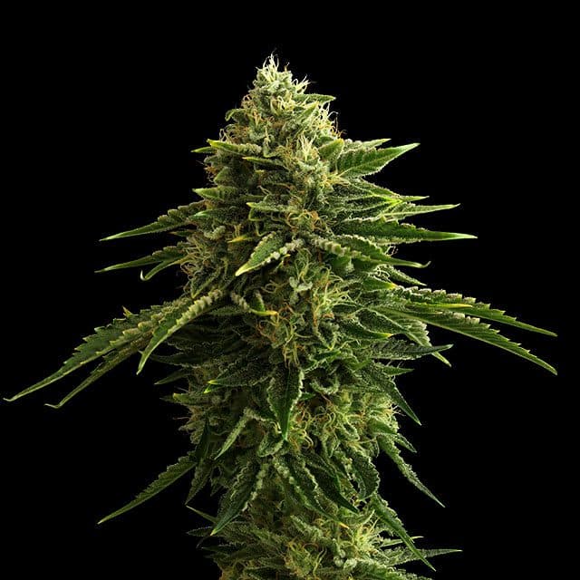 Zkittlez Seeds