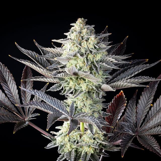Zoap Rosé Seeds