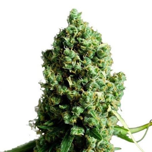 303 OG Seeds