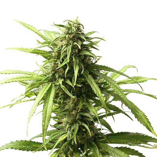 98 Aloha White Widow Seeds