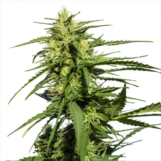 A-Train Seeds