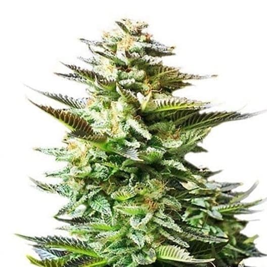 Ace of Spades Seeds