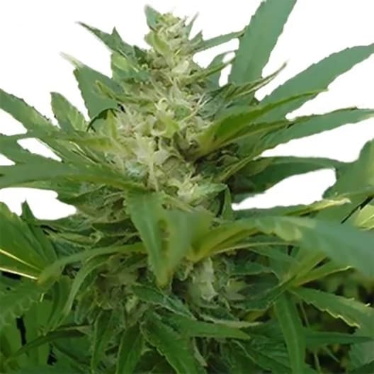 Afghan Skunk Seeds
