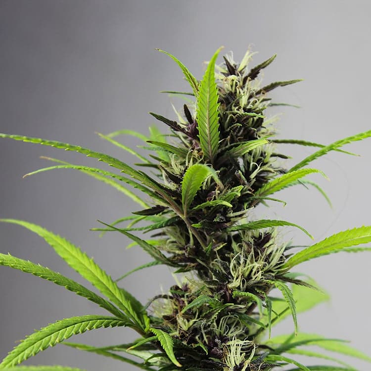 AK-48 Seeds