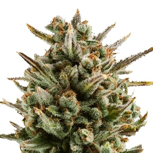 Alien Reunion Auto Seeds