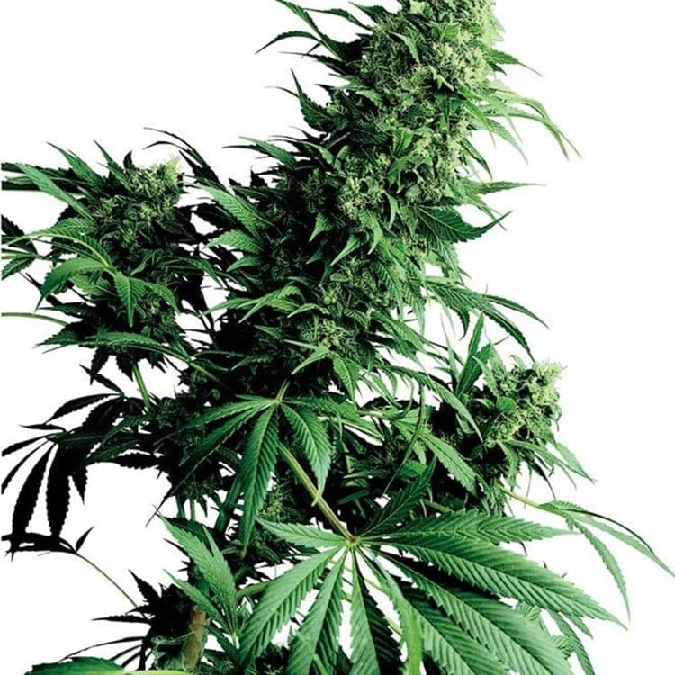 Alien Rock Candy Seeds