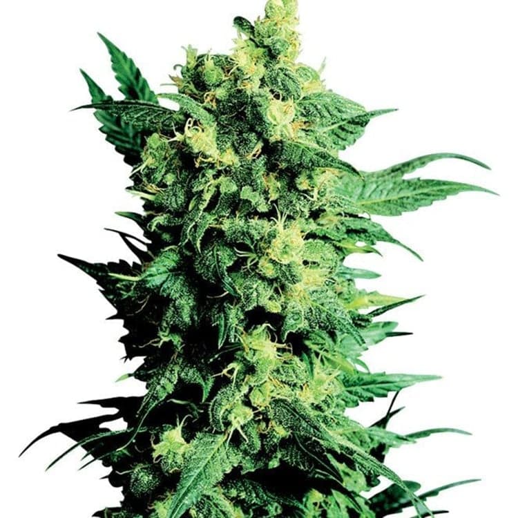 Alpha Blue Seeds