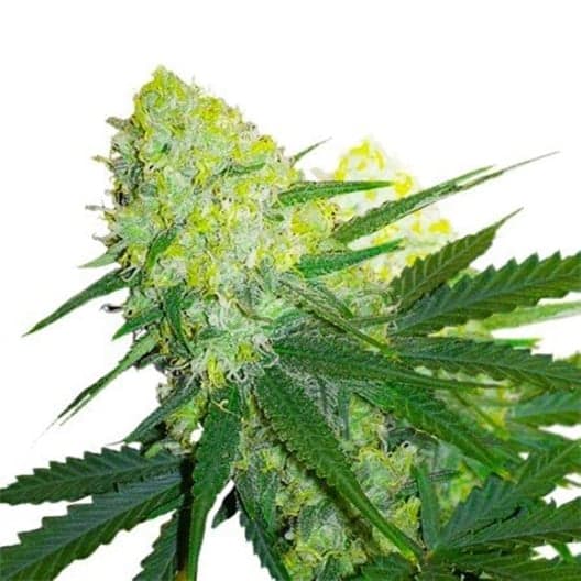 Ambrosia Seeds