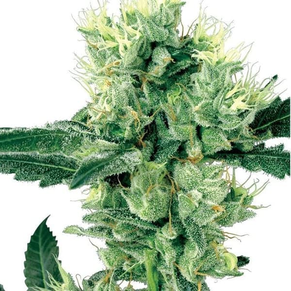 Animal Cookies Seeds