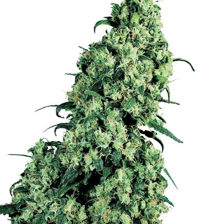 Banana Kush Seeds