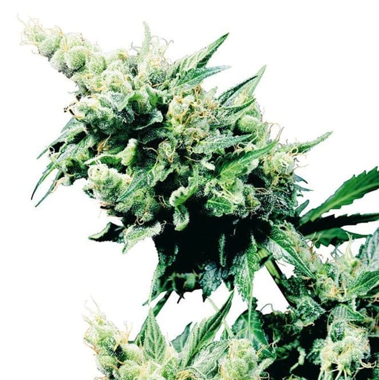 Bay Dream Seeds