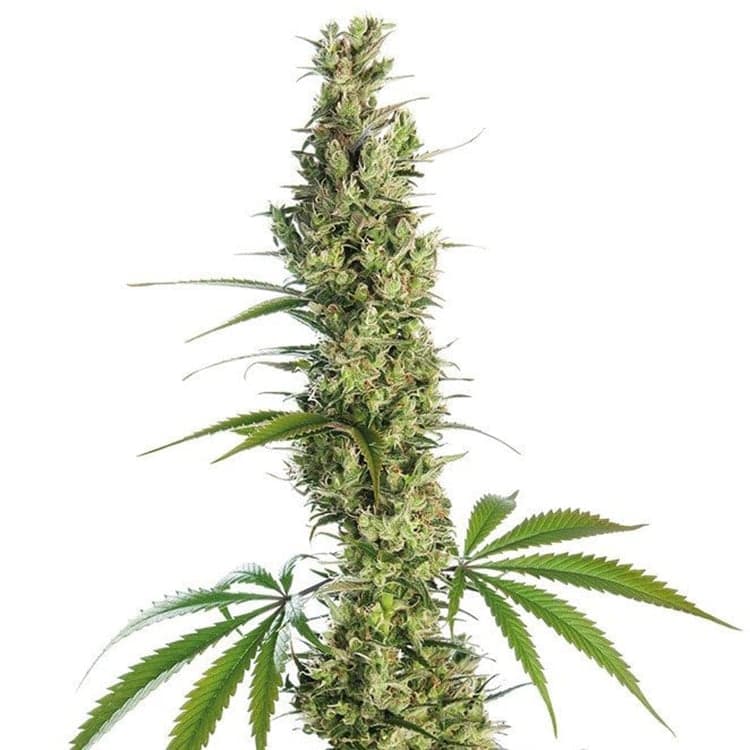 Bio Diesel Seeds