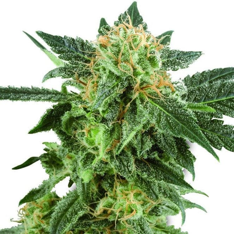 Black Betty Seeds