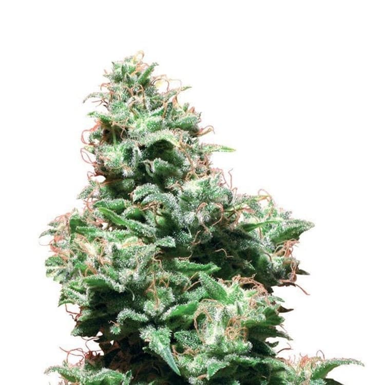Blackberry Kush Auto Seeds