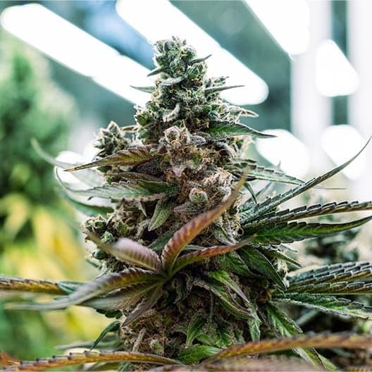 Blue Dream Haze Seeds