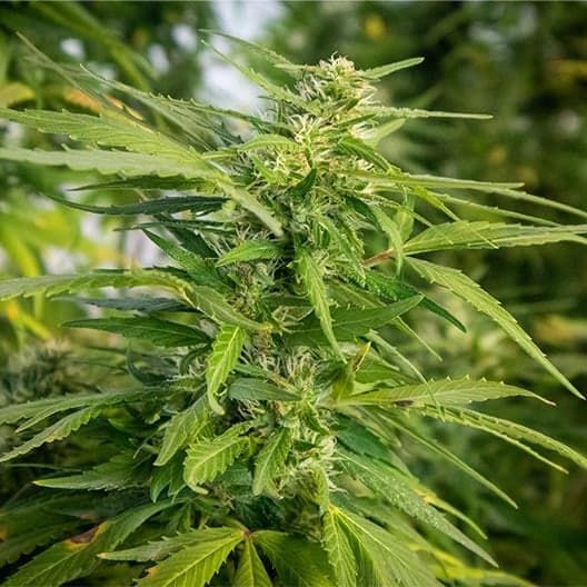Blue Frost Seeds
