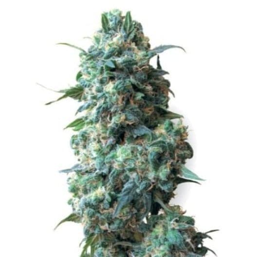 Blue Knight Auto Seeds