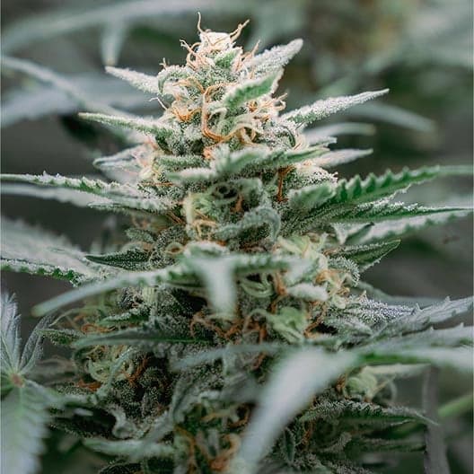 Blue Zushi Seeds