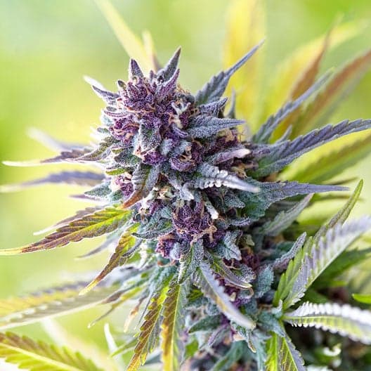 Bubblegum Kush Auto Seeds