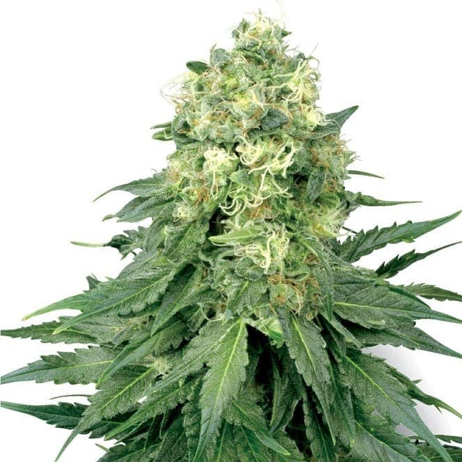 Cream Caramel Auto Seeds
