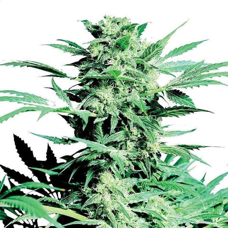 Durban Poison Auto Seeds