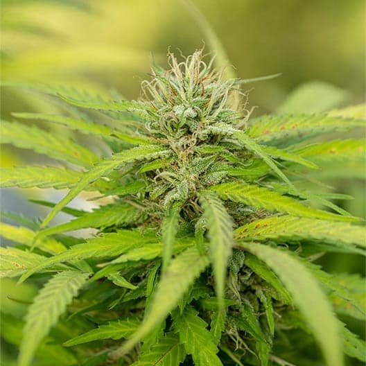 Dutchberry Seeds
