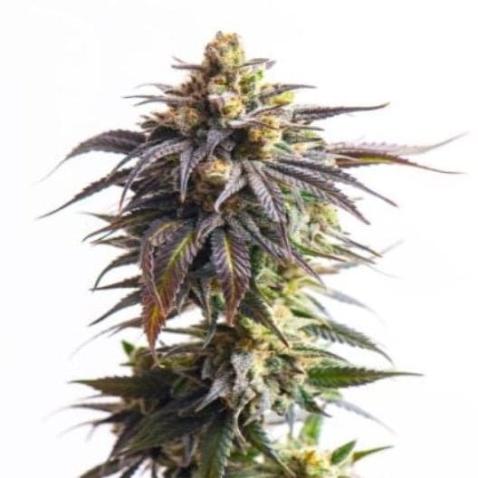 Dynamite Premium Seeds