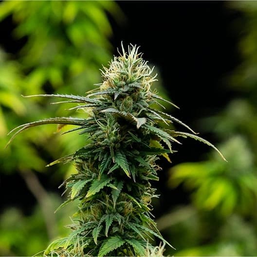Gelato Sunrise Seeds