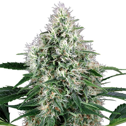 Godberry Auto Seeds