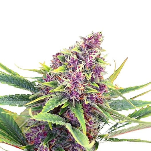 Godfather Purple Kush Seeds