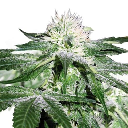 Green Ribbon Auto Seeds