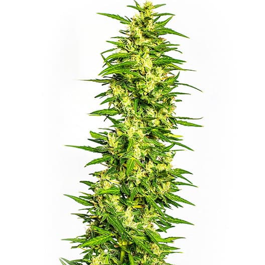 Guptilla Auto Seeds