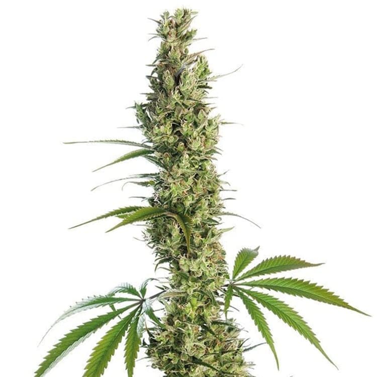 Honey Bananas Seeds
