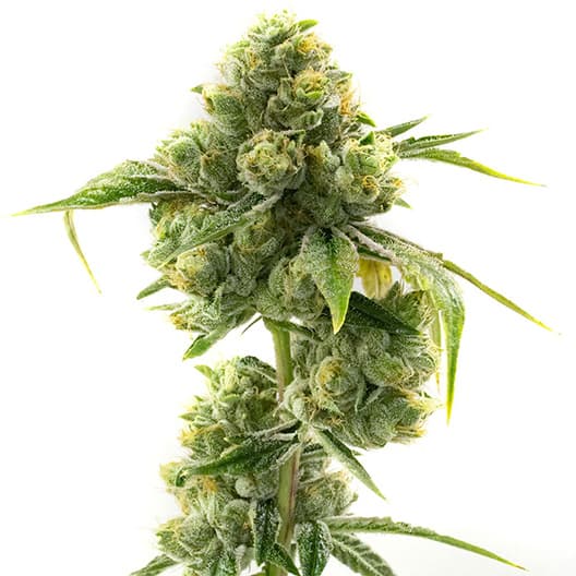 Kiwiskunk Seeds
