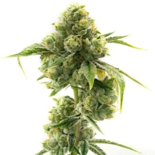Krishna Kush Seeds
