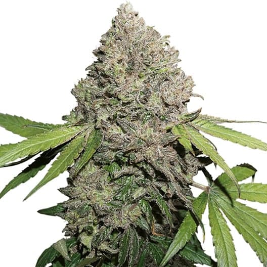 Kryptonite Seeds