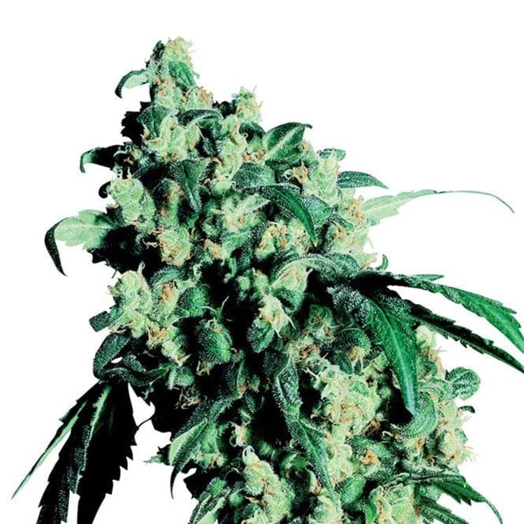 Lemon Drop Auto Seeds