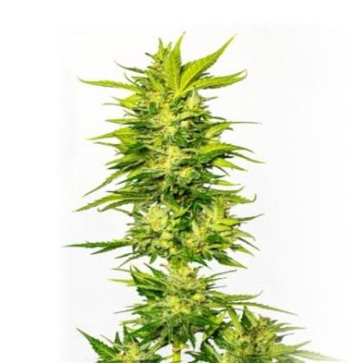 Lemon OG Kush Seeds