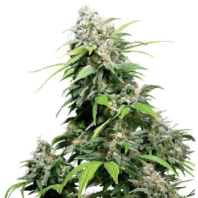 Lemon Skunk Auto Seeds