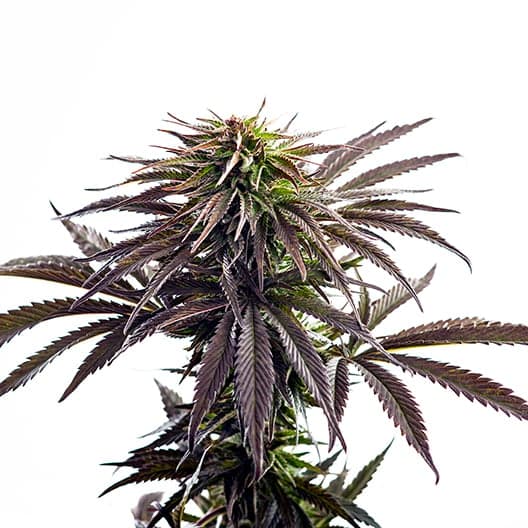 Lethal Purple Seeds