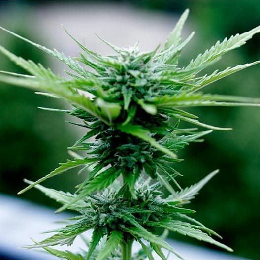Lime OG Seeds