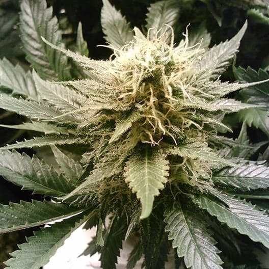 Lime Skunk Seeds